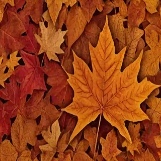 fall leaves png transparent