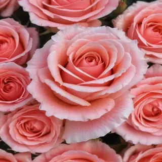 full screen rose wallpaper hd