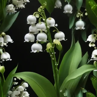 lily of the valley png