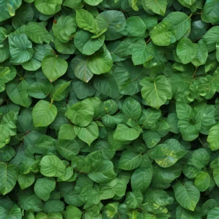 green leaf background
