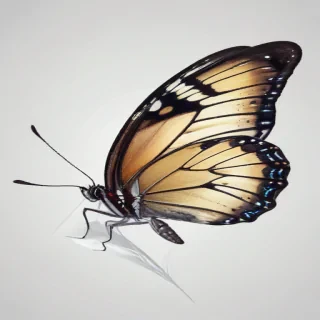 transparent butterfly png