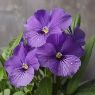 violets png