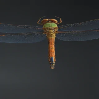 dragonfly png