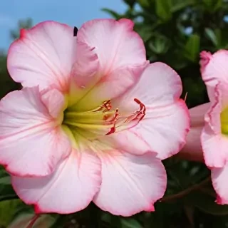 azalea flower