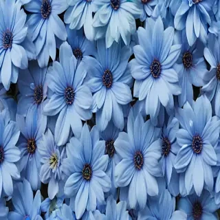 blue flower wallpaper aesthetic