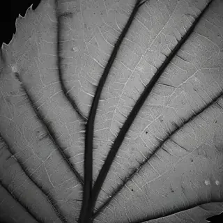 leaf in black and white