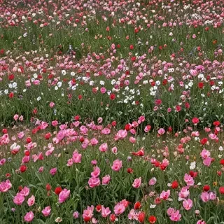 flowers field png