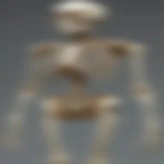 skeleton transparent