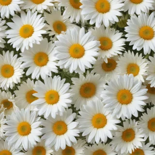daisy background