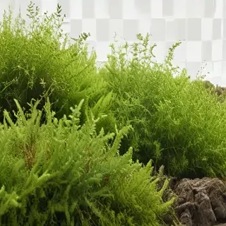 moss png