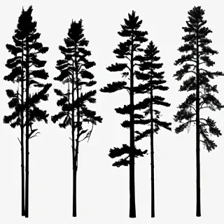 pine tree silhouette png