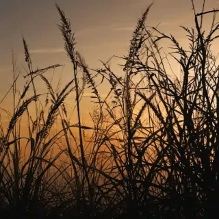 grass silhouette