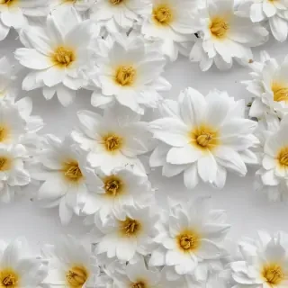 white background flower