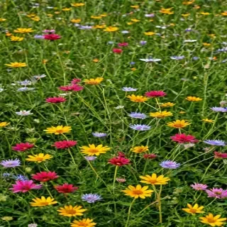 wildflower background