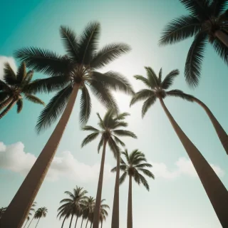 palm trees background