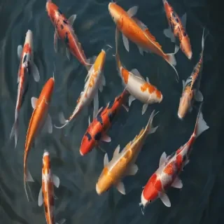 koi fish png