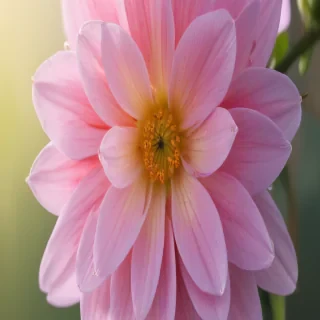 aesthetic flower pictures