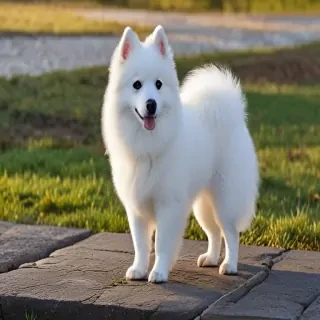 japanese spitz dog breed