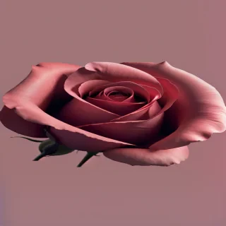 rose aesthetic wallpaper