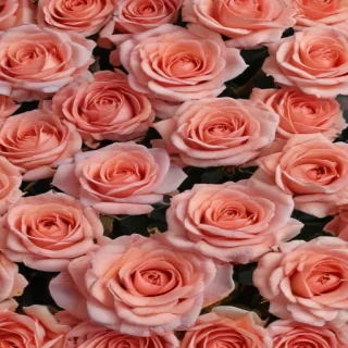 roses background
