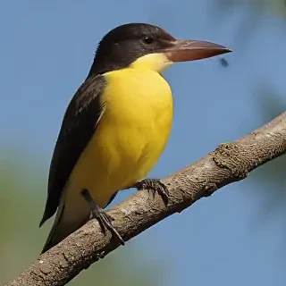 florida birds