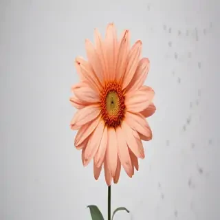 flower no bg