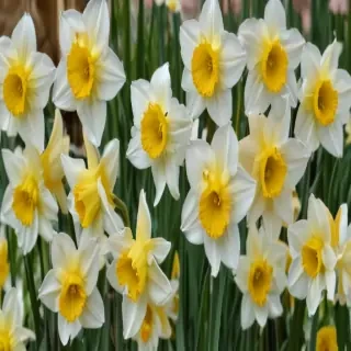 daffodil flower
