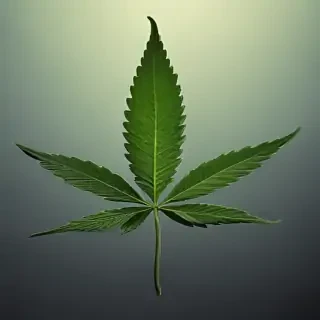 marijuana leaf