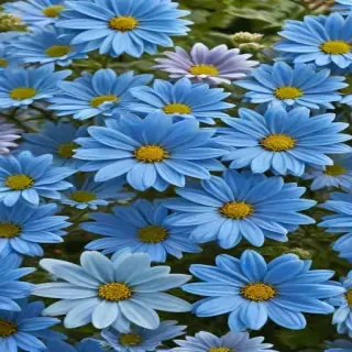 blue flowers transparent