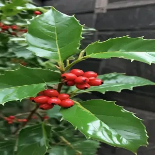 images holly