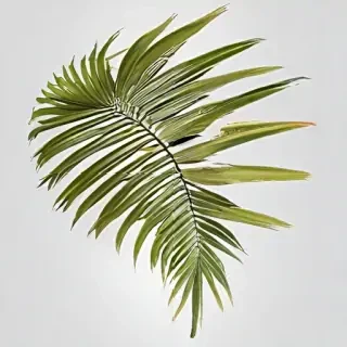 palm tree leaf png