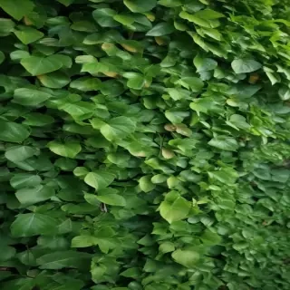 green leaves background