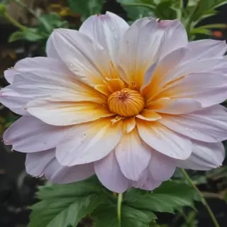 pictures of flowers drawing