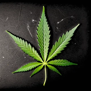 marijuana leaf