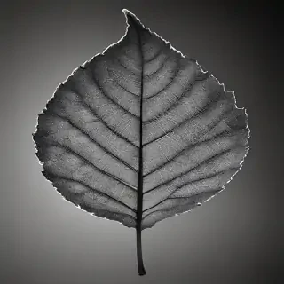 leaf in black and white