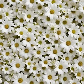 white flowers wallpaper iphone