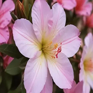 azalea flower