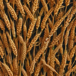wheat png