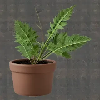 pot png