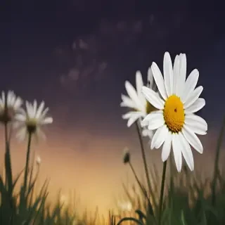 daisy desktop wallpaper