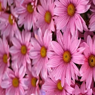 wallpaper iphone flower