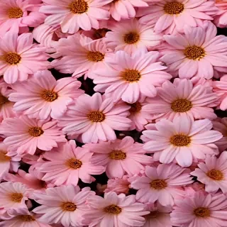 flower background aesthetic