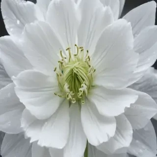 transparent white flower