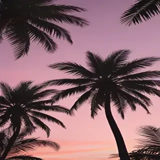 aesthetic palm tree wallpaper