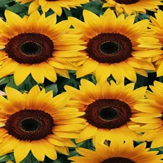 sunflower wallpapers