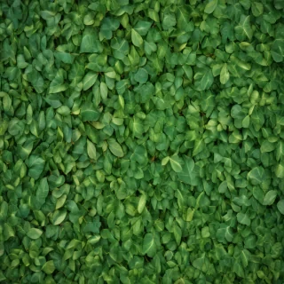 leaf background green