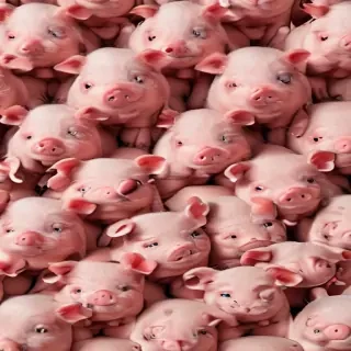 pig background