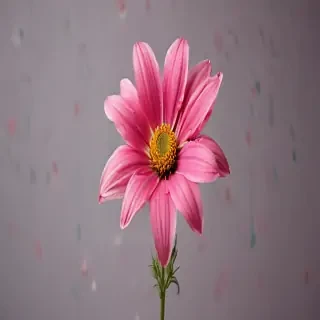 flower no background