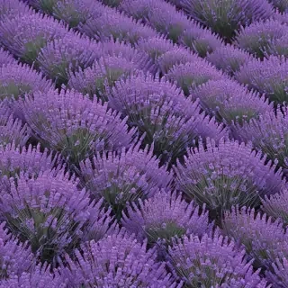 aesthetic lavender wallpaper