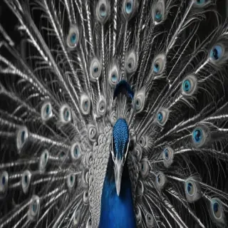 peacock black and white